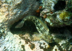 Parablennius intermedius