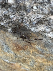 Xylotrechus smei