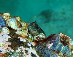 Parablennius intermedius