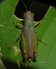 Proctolabinae