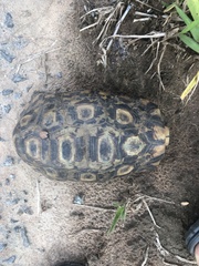 Kinixys belliana
