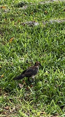 Quiscalus major image