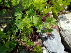 Aquilegia alpina
