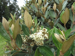 Miconia squamulosa