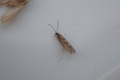 Agraylea