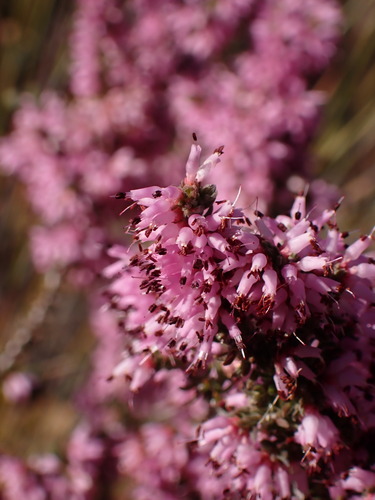 Image of Nutfruit Heath (Erica glabra) by (c) Ren Hoekstra, some rights reserved (CC BY)