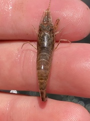 Crangon septemspinosa