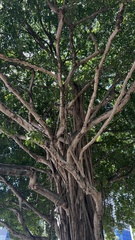 Ficus