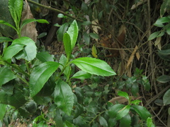 Baccharis prunifolia