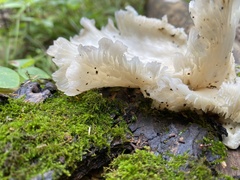 Fungi