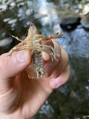 Cambarus robustus