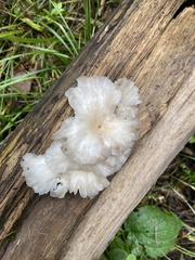 Fungi