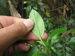 Baccharis prunifolia