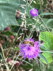 Apis mellifera