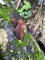 Fungi