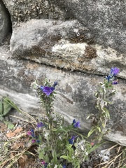 Echium vulgare
