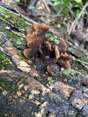Fungi