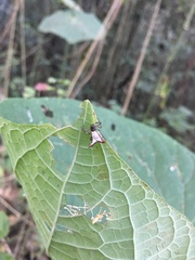 Micrathena plana