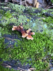 Fungi