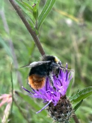 Bombus lapidarius