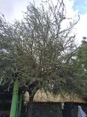 Prosopis palmeri