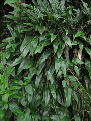 Serpocaulon levigatum