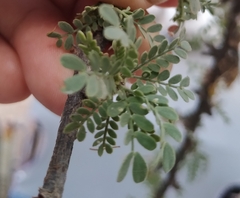 Prosopis palmeri