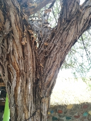 Prosopis palmeri