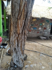 Prosopis palmeri