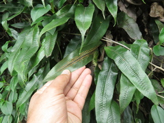 Serpocaulon levigatum