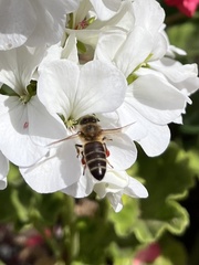 Apis mellifera