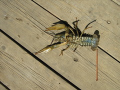 Pontastacus leptodactylus