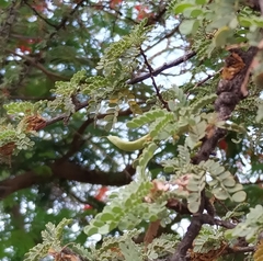 Prosopis palmeri