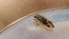 Philotarsidae