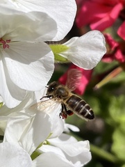 Apis mellifera