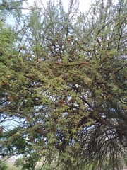 Prosopis palmeri