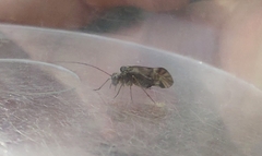 Philotarsidae