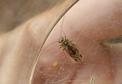 Philotarsidae