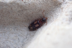 Dromius