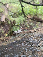 Arilus cristatus