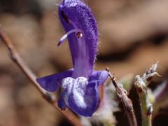 White Sage (Salvia albicaulis)