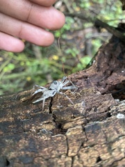 Arilus cristatus