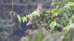 Patagioenas