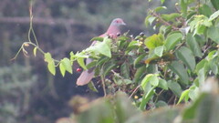 Patagioenas