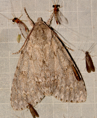 Acronicta americana