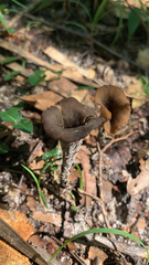 Craterellus fallax image