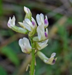 Astragalus miser