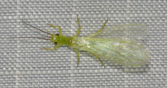 Alloperla