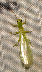 Alloperla