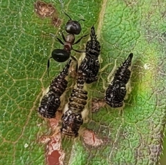 Crematogaster cerasi